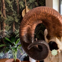 Natural Ram Skull Wall Head