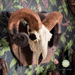 Natural Ram Skull Wall Head