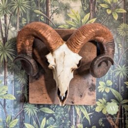 Natural Ram Skull Wall Head