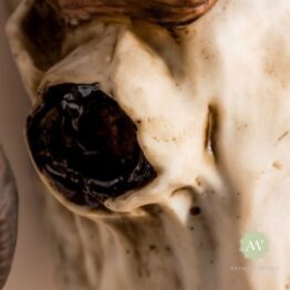 Natural Ram Skull Wall Head