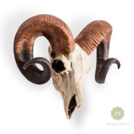 Natural Ram Skull Wall Head