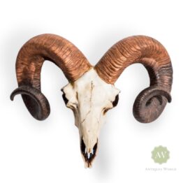 Natural Ram Skull Wall Head
