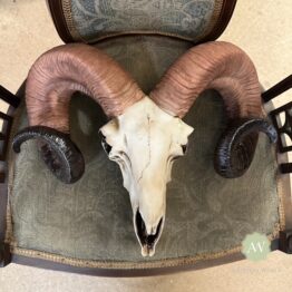 Natural Ram Skull Wall Head Lifestyle