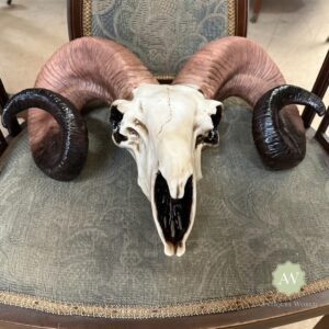 Natural Ram Skull Wall Head Lifestyle