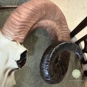 Natural Ram Skull Wall Head Lifestyle