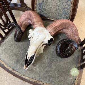 Natural Ram Skull Wall Head Lifestyle
